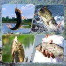 Fishing Metal Hook Remover with Clear Storage Tube