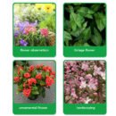 🌱 50% OFF - Rapid Bloom Booster Powder | Fast Root Growth + Bigger Flowers!🌸